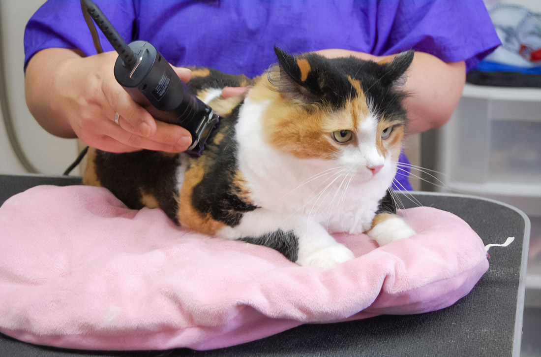 Revolution in veterinary medicine: minimally invasive surgery in Dubai